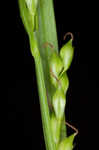 Manhart's sedge